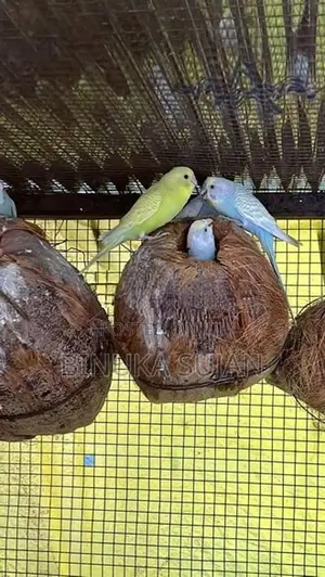 Love Birds