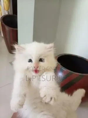 ෆර්සියන් පූසන්