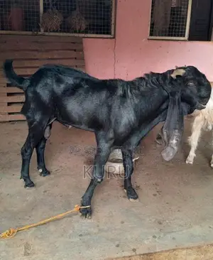 Jamunapari Male