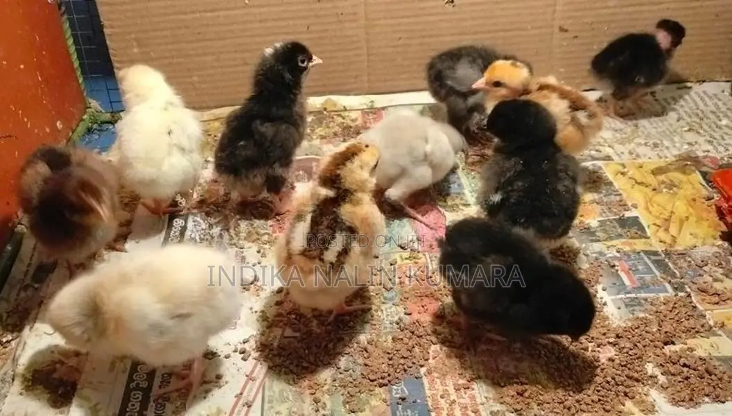 ගම් කුකුල් පැටවුන්