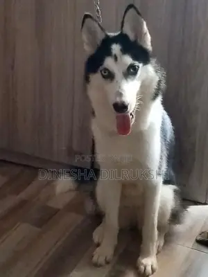Siberian Husky
