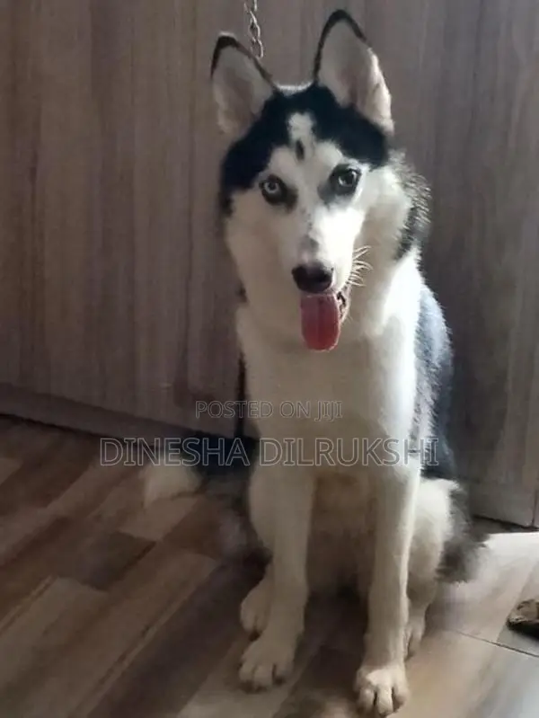 Siberian Husky