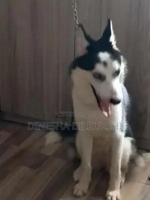 Siberian Husky