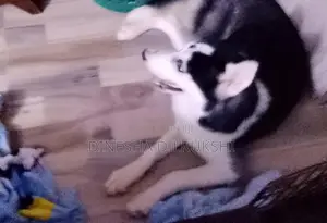 Siberian Husky