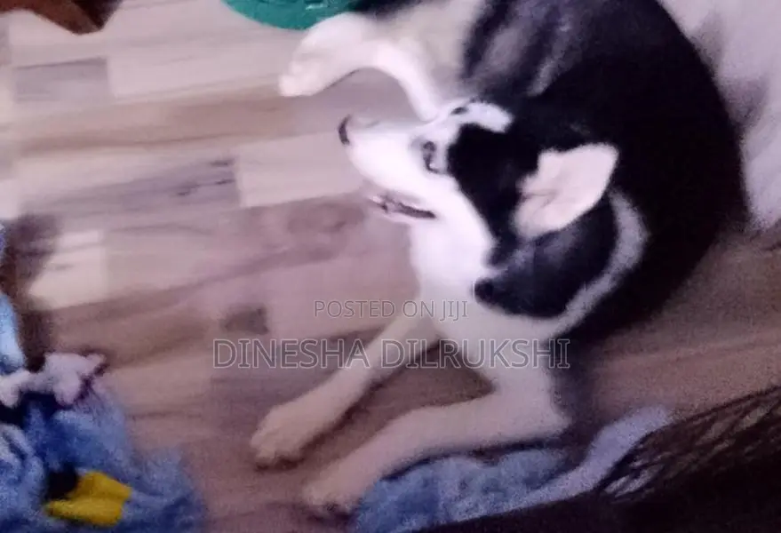 Siberian Husky