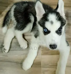 Siberian Husky
