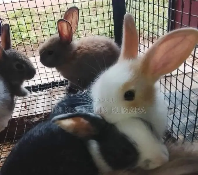 හා පැටවුන්