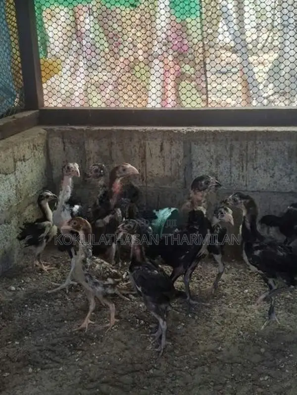 Pulli Shamo Chicks