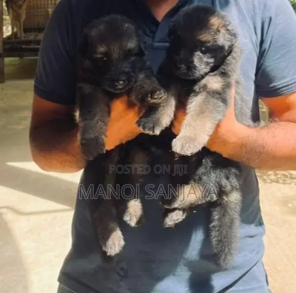 German Shepherd Longcoat