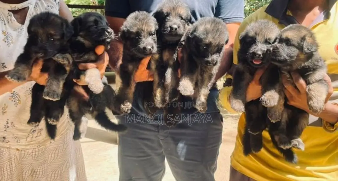 German Shepherd Longcoat