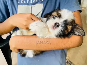Shihtzu Puppies