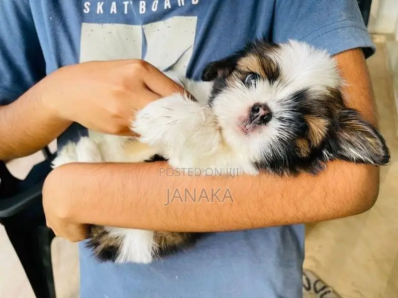 Shihtzu Puppies