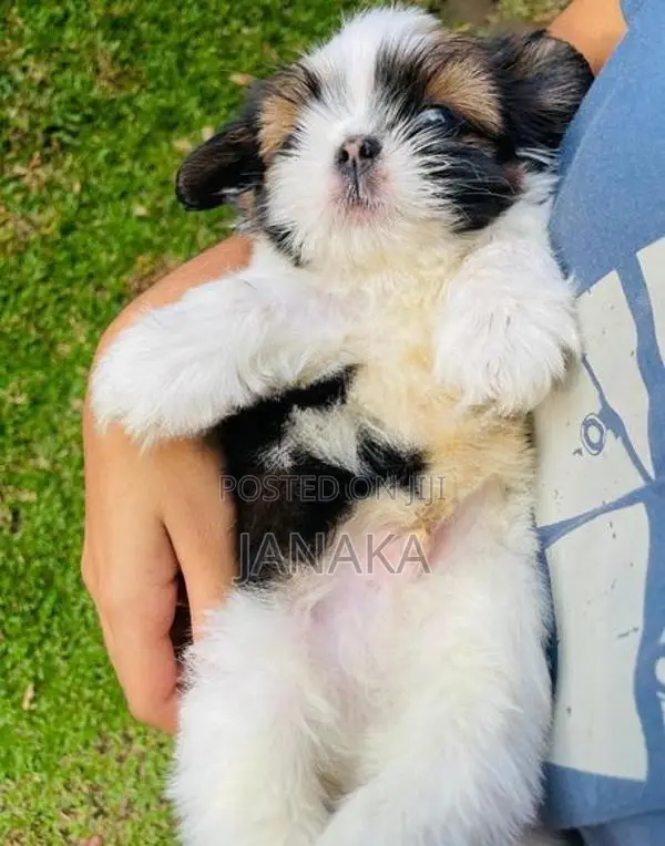 Shihtzu Puppies