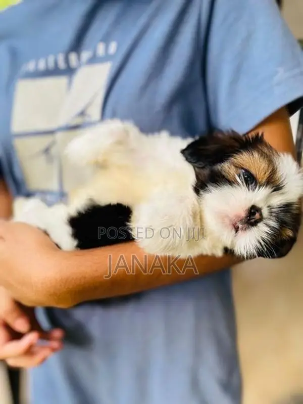 Shihtzu Puppies