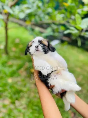 Shihtzu Puppies