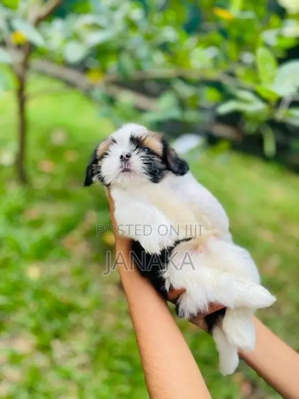 Shihtzu Puppies