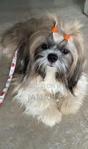 Shihtzu Puppies