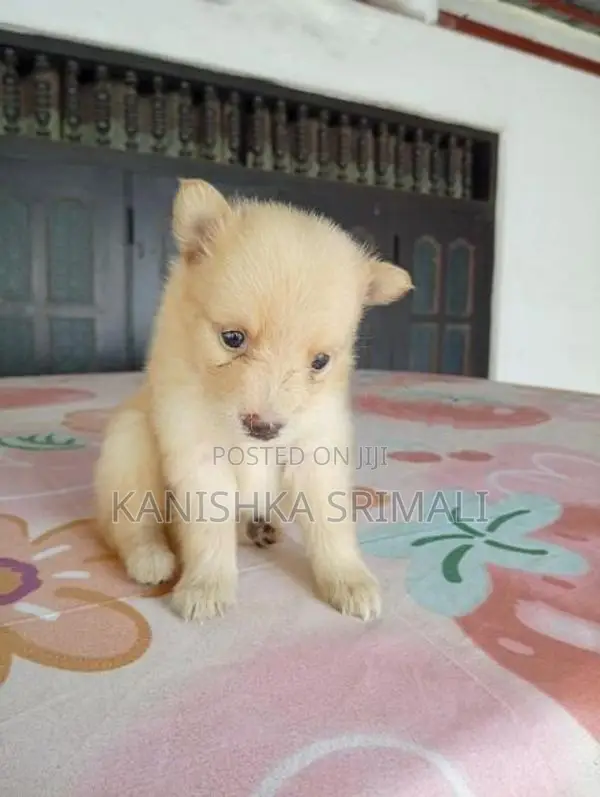 Lion Pomeranian Puppies