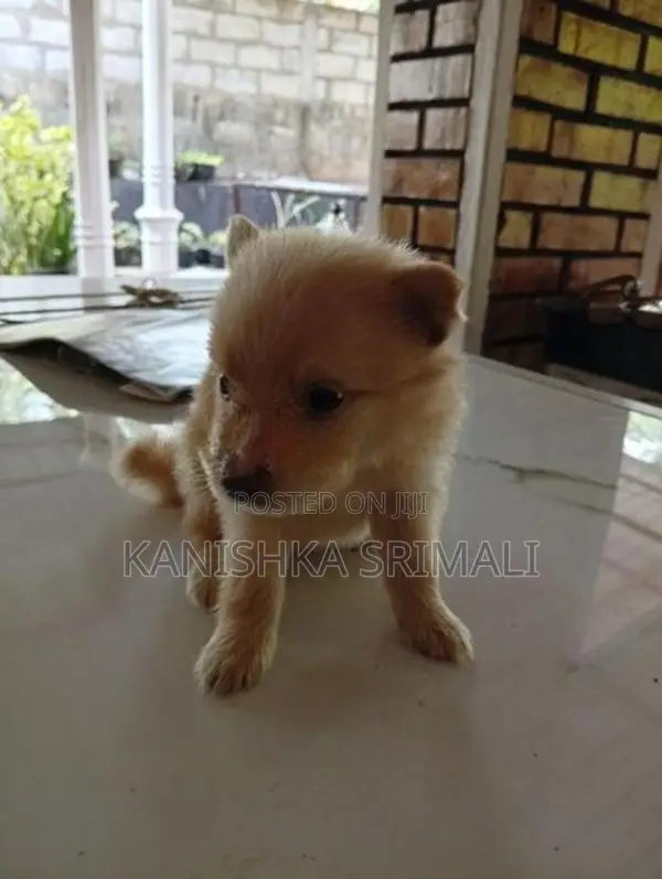 Lion Pomeranian Puppies