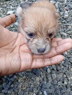 Lion Pomeranian Puppies