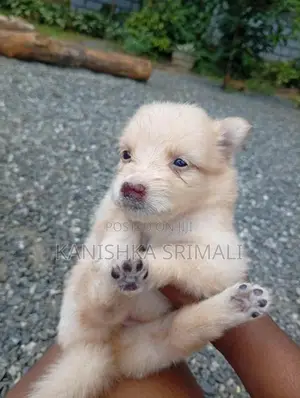 Lion Pomeranian Puppies