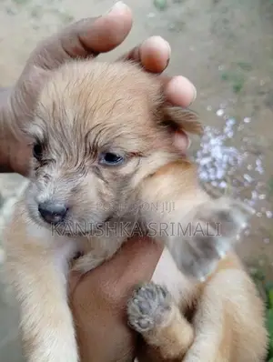 Lion Pomeranian Puppies