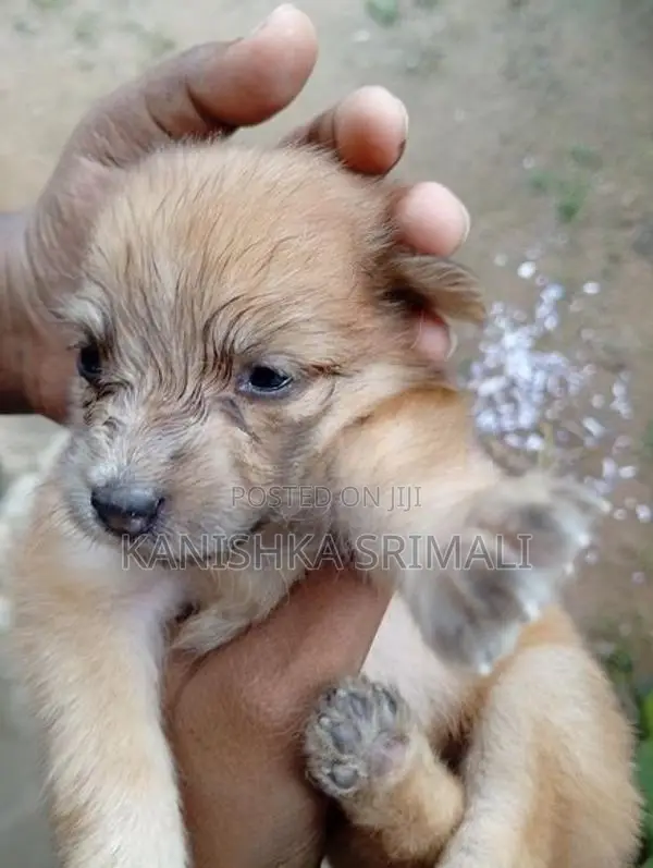 Lion Pomeranian Puppies
