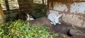 Rabbits