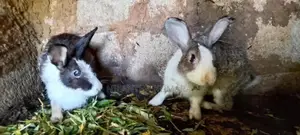 Rabbits
