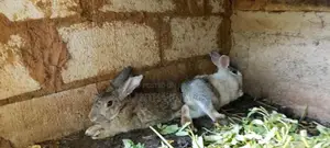 Rabbits