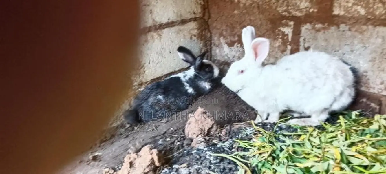 Rabbits