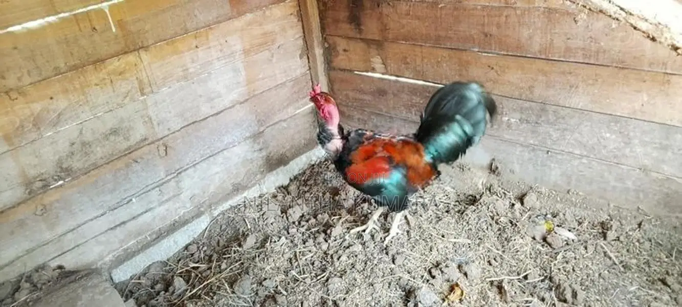 ගම් කුකුළා