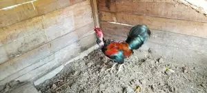ගම් කුකුළා