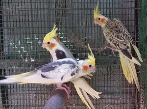 Cockatiel Birds