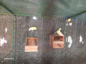 ගෝල්ඩියන් පින්චස්.