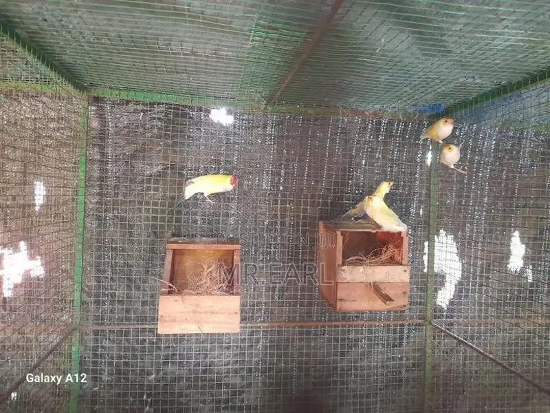 ගෝල්ඩියන් පින්චස්.
