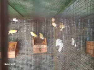 ගෝල්ඩියන් පින්චස්.