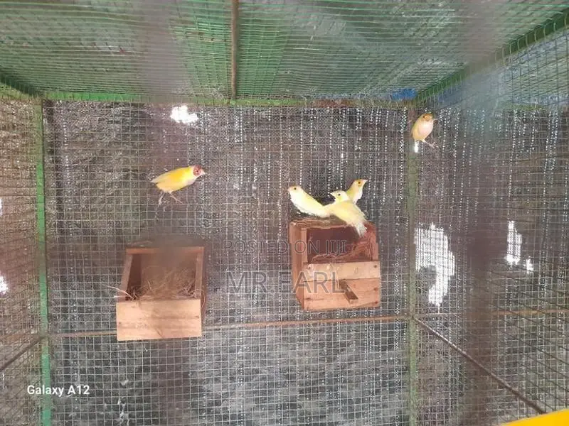 ගෝල්ඩියන් පින්චස්.