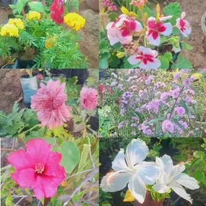 Flower Plants