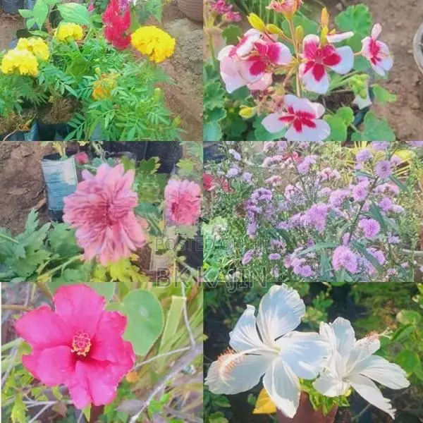 Flower Plants