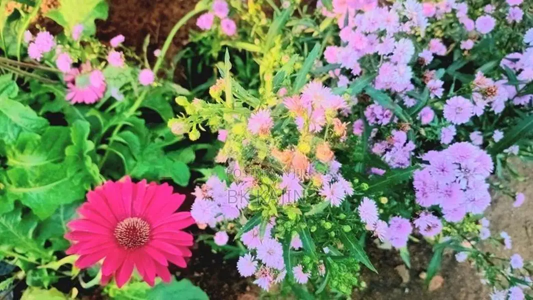 Flower Plants