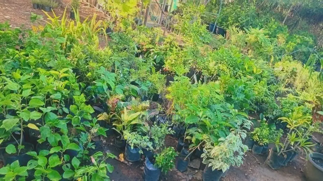 Flower Plants