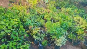 Flower Plants