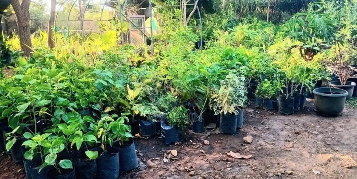Flower Plants
