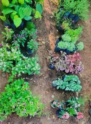 Flower Plants