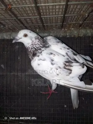 සිල්වර් කිරිල්ලි