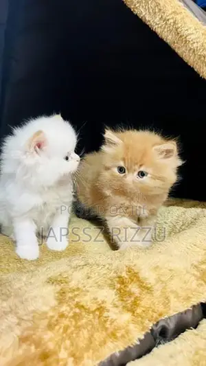 Persian Kitten