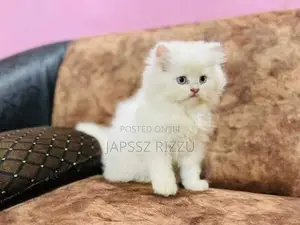 Persian Kitten