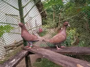 Pigeon