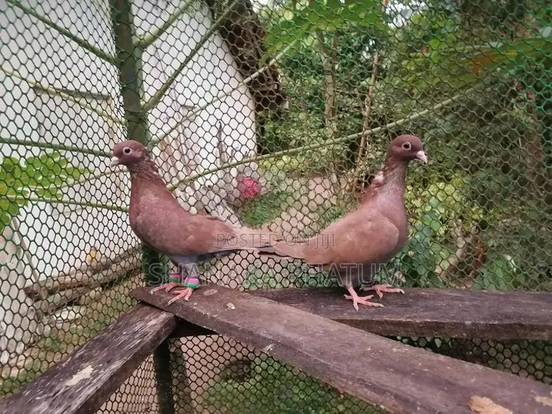 Pigeon